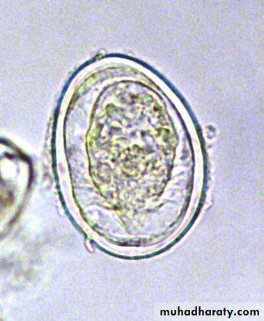 Schistosoma spp.