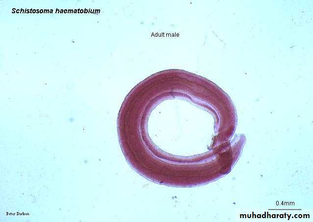 Schistosoma spp.