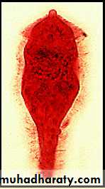 Schistosoma spp.