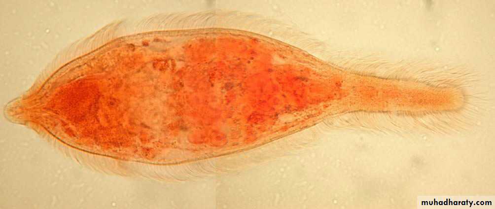 Schistosoma spp.