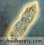 Schistosoma spp.