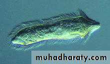 Schistosoma spp.