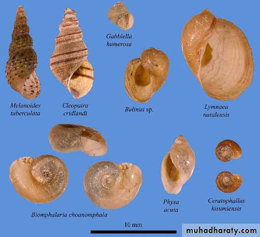 Schistosoma spp.