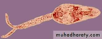 Schistosoma spp.