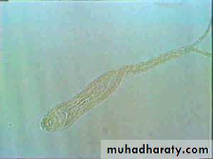 Schistosoma spp.
