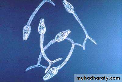 Schistosoma spp.