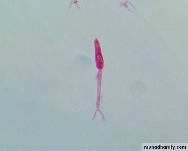 Schistosoma spp.