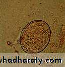 Schistosoma spp.