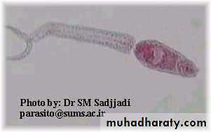 Schistosoma spp.