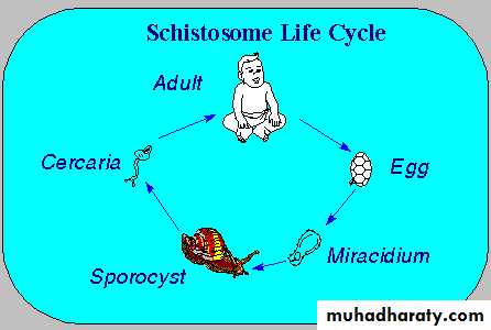 Schistosoma spp.