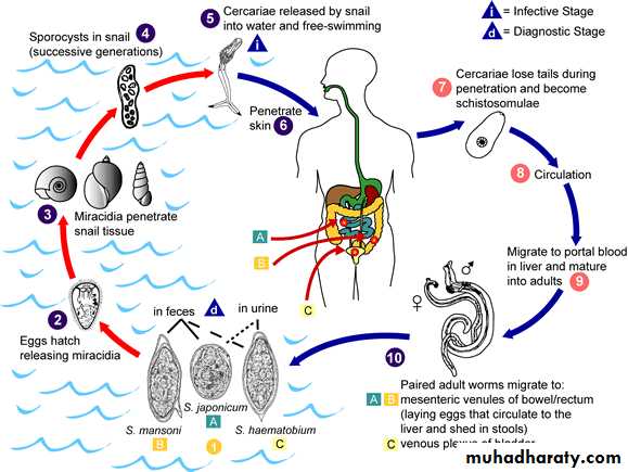 Schistosoma spp.