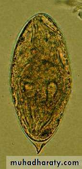 Schistosoma spp.