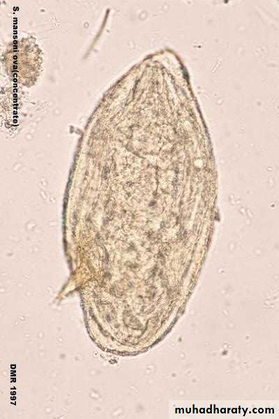 Schistosoma spp.