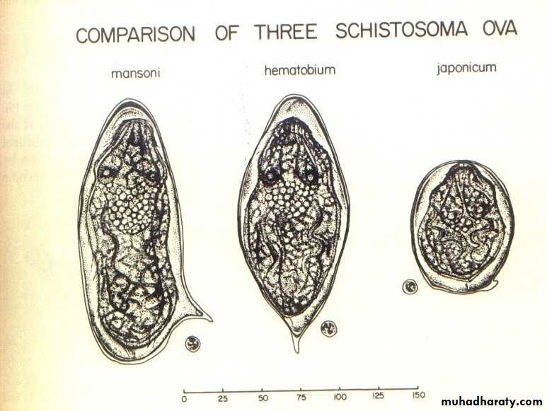 Schistosoma spp.