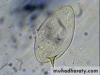 Schistosoma spp.