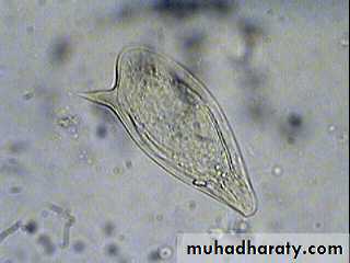 Schistosoma spp.