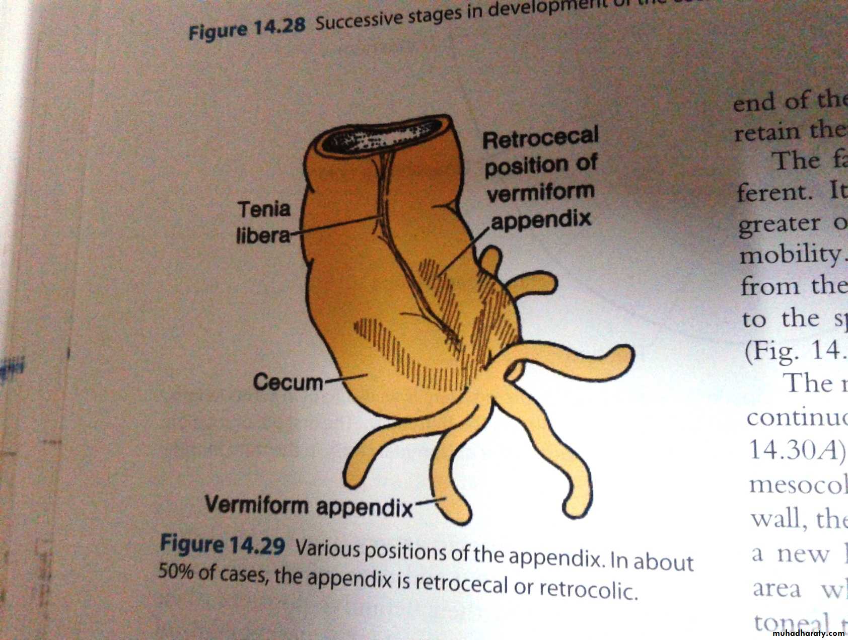 Embryology