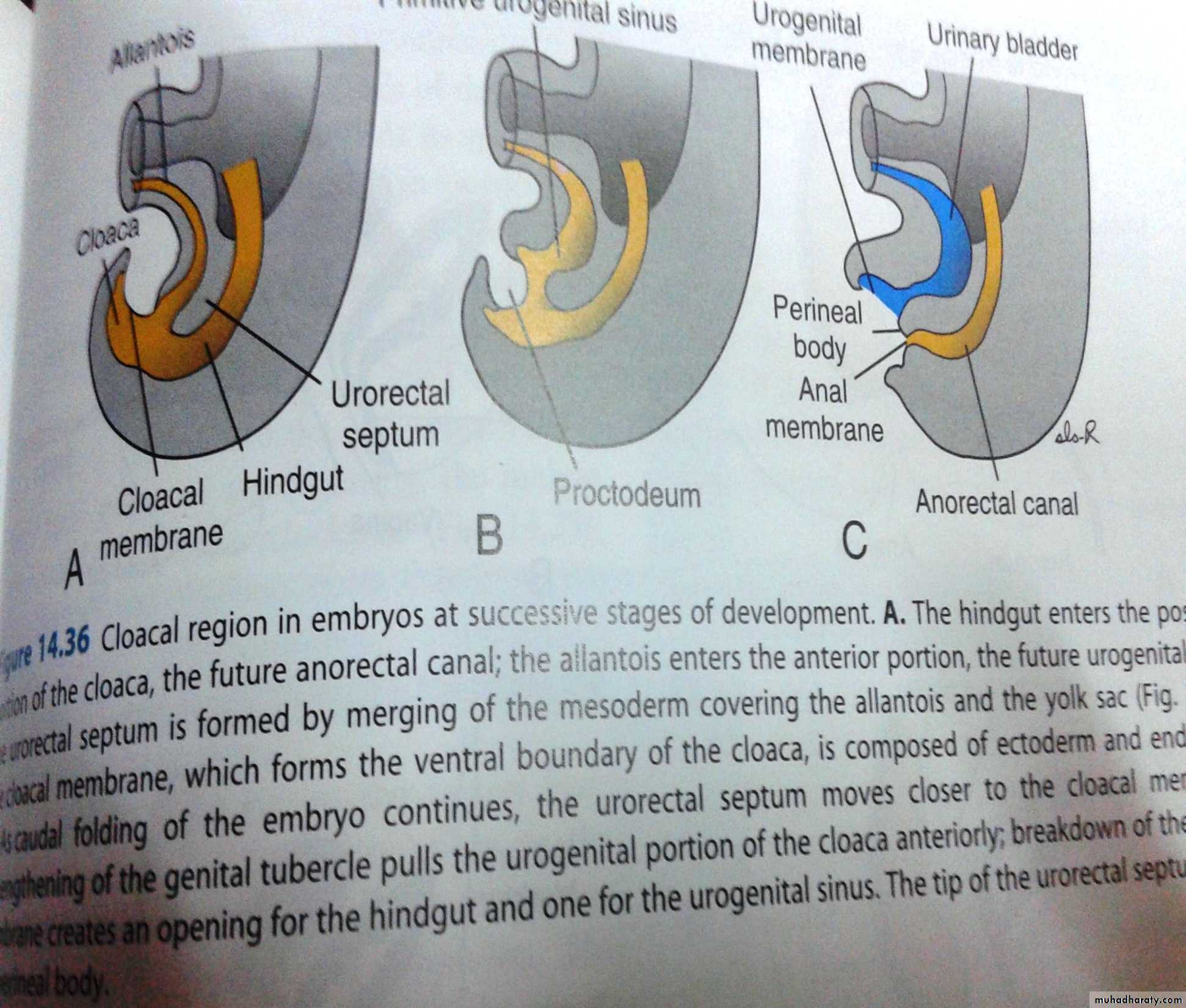 Embryology
