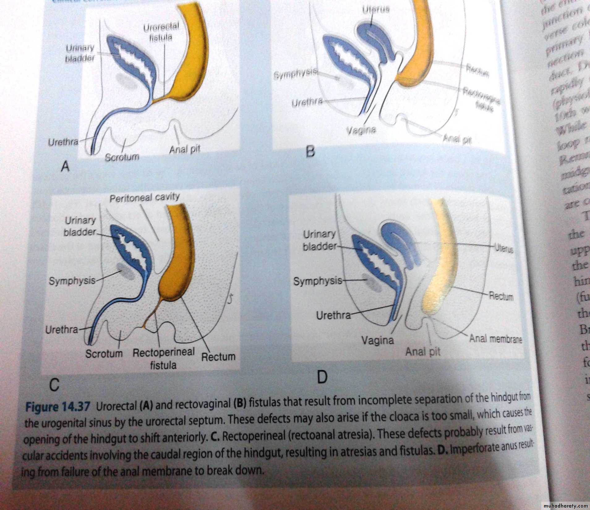 Embryology
