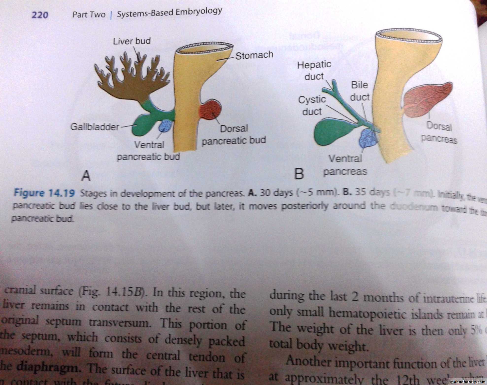 Embryology