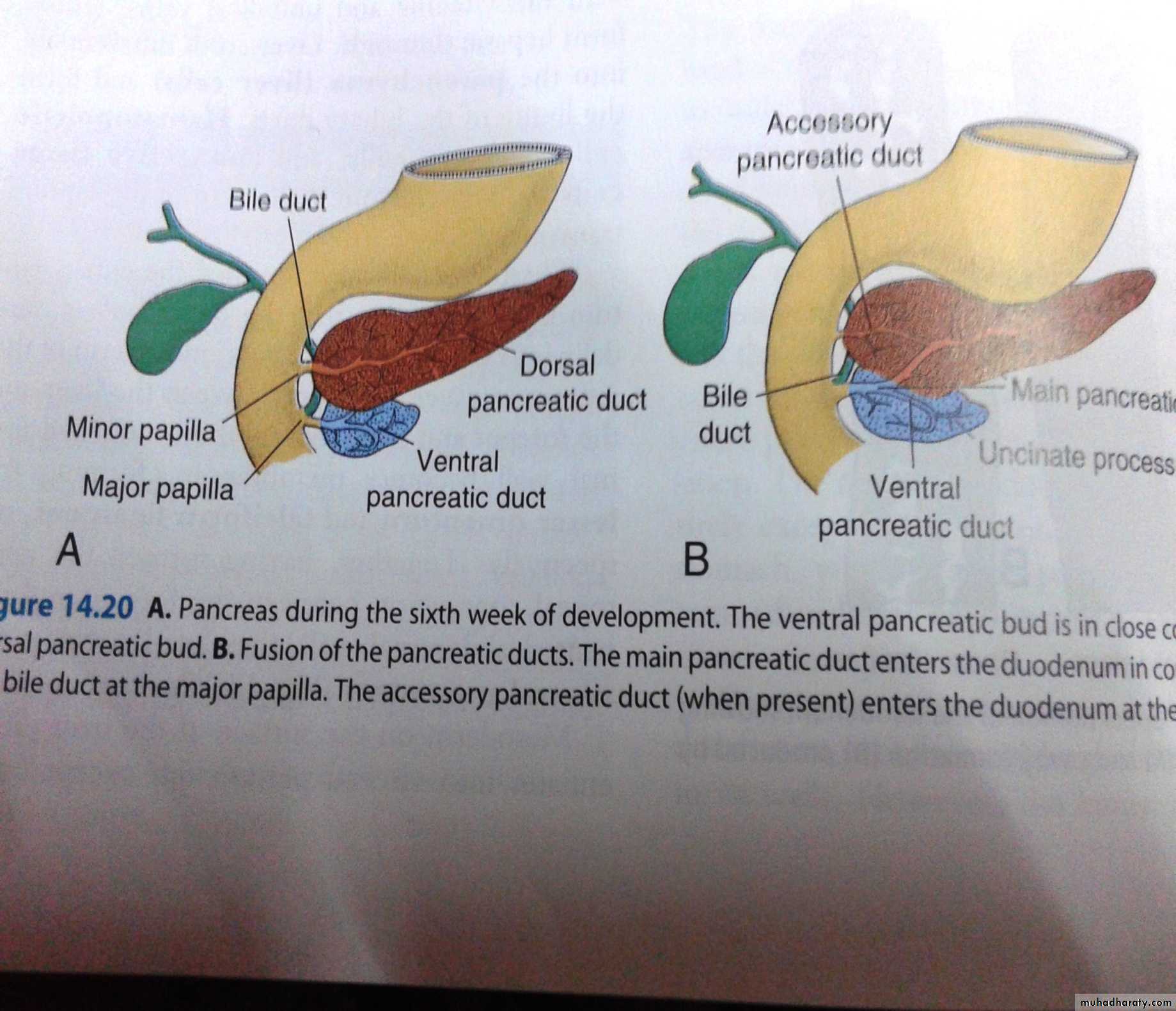 Embryology