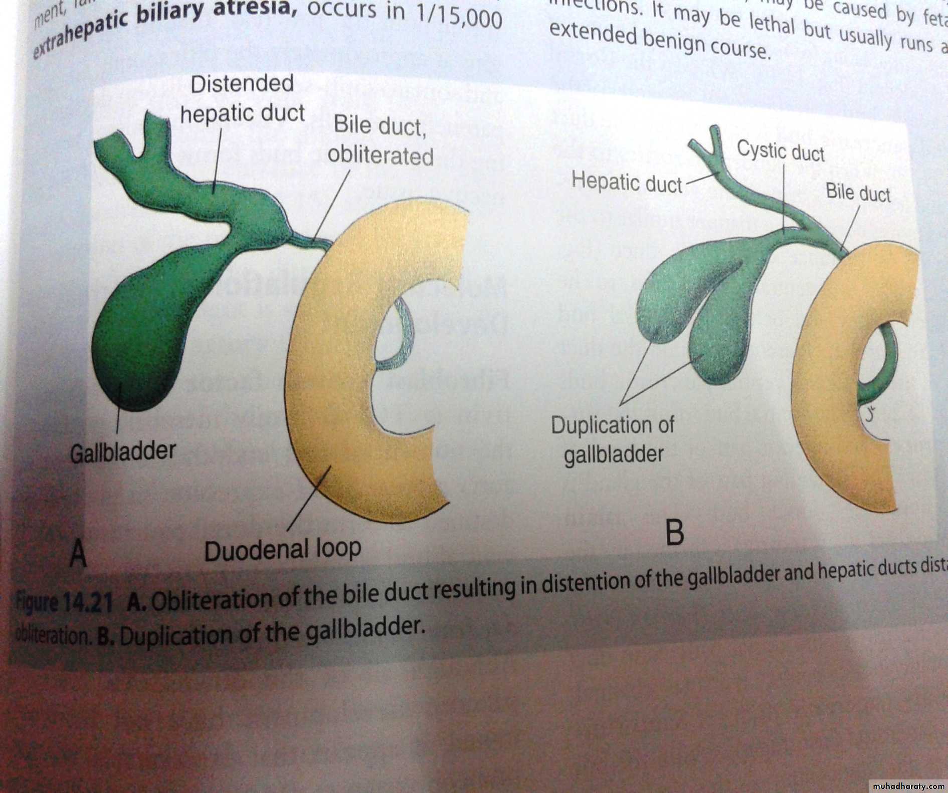 Embryology