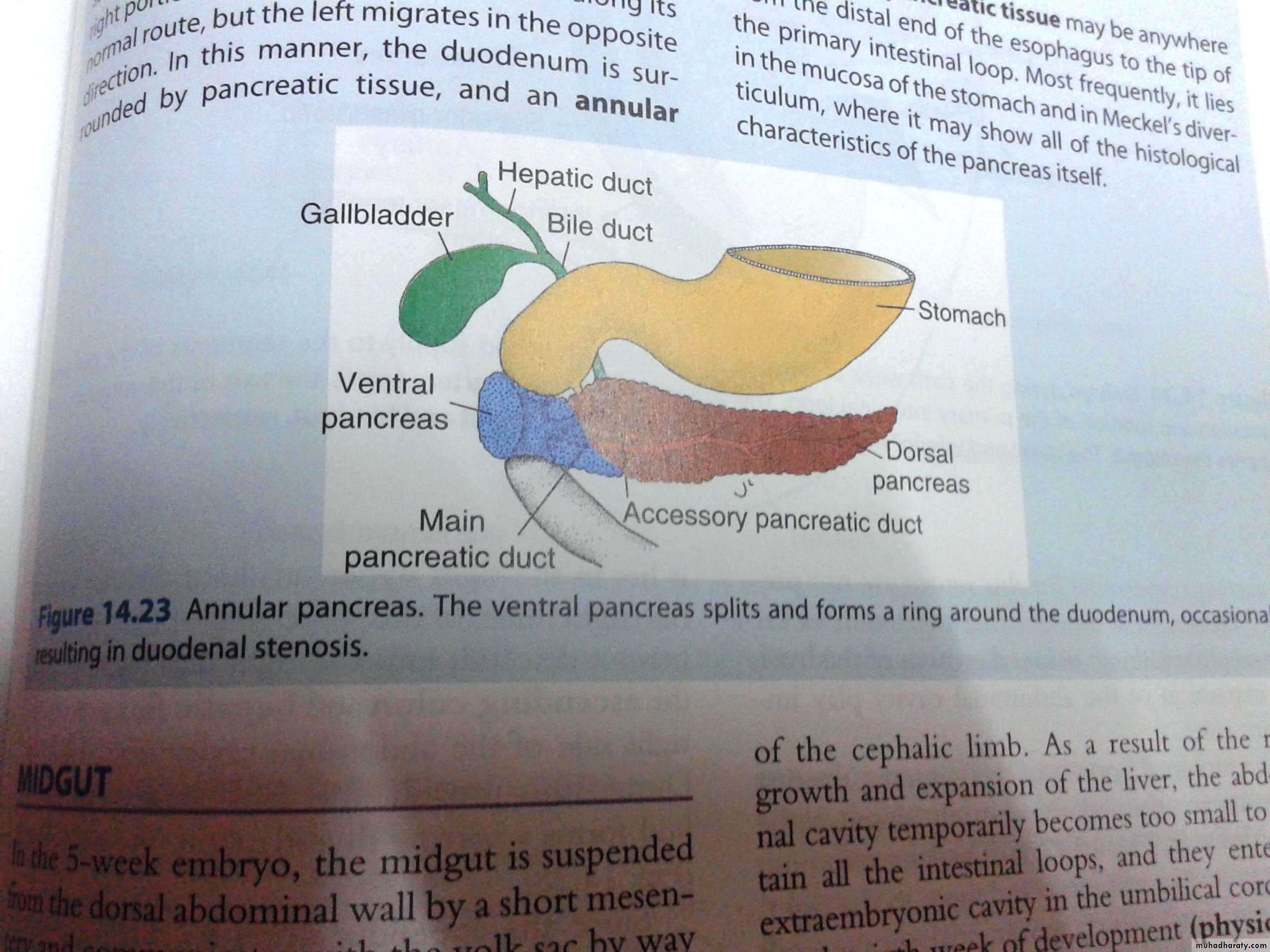 Embryology