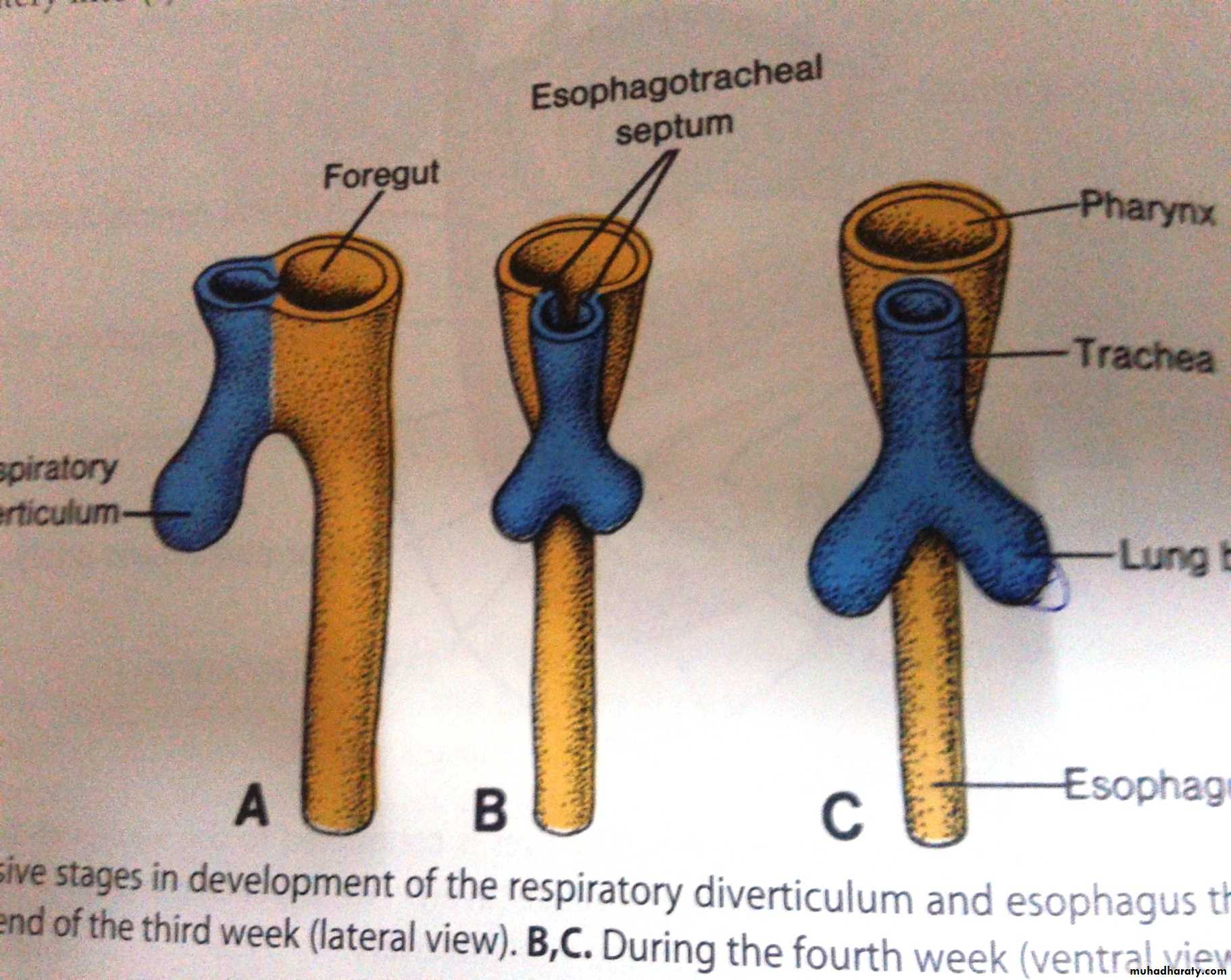 Embryology