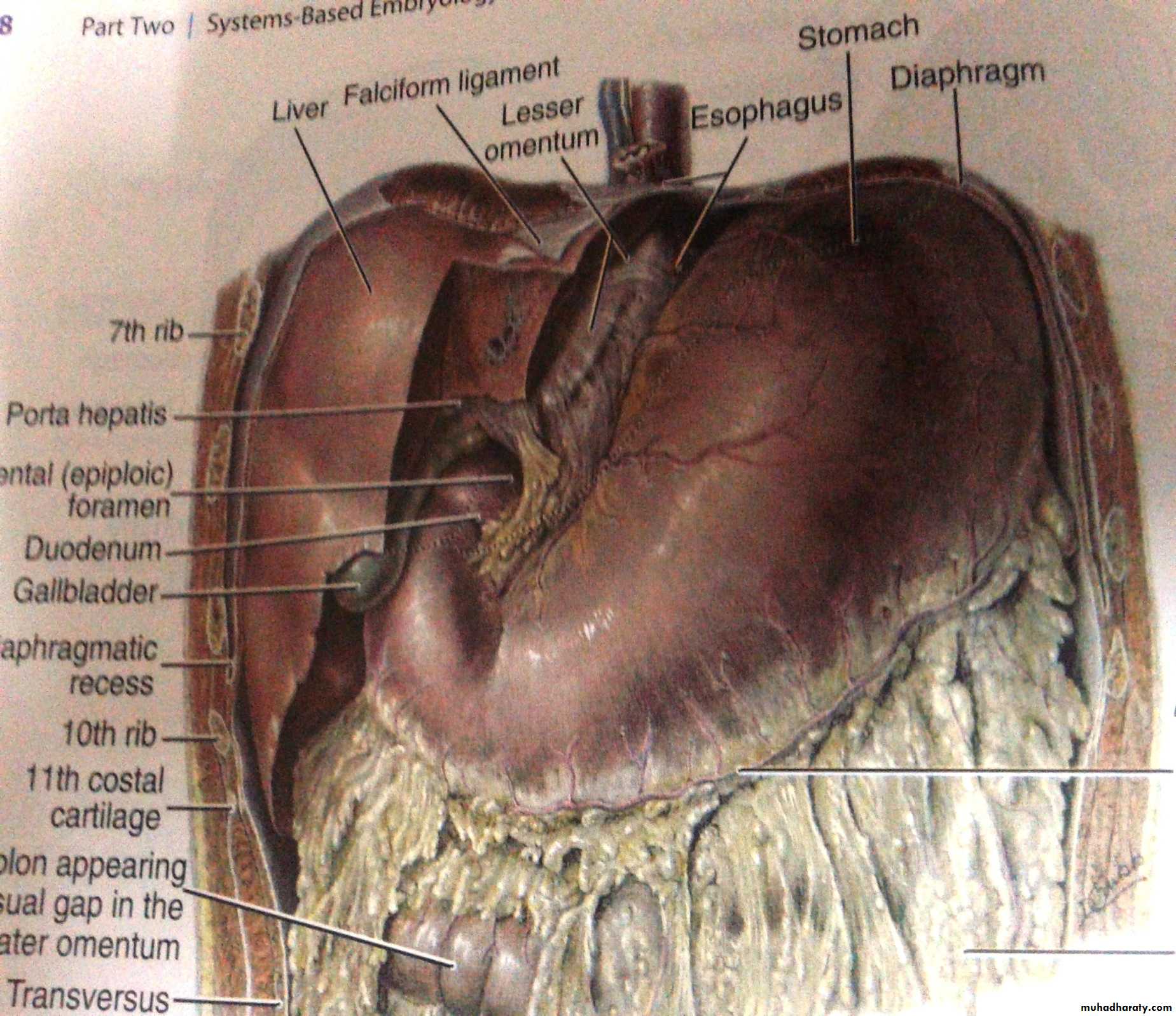Embryology