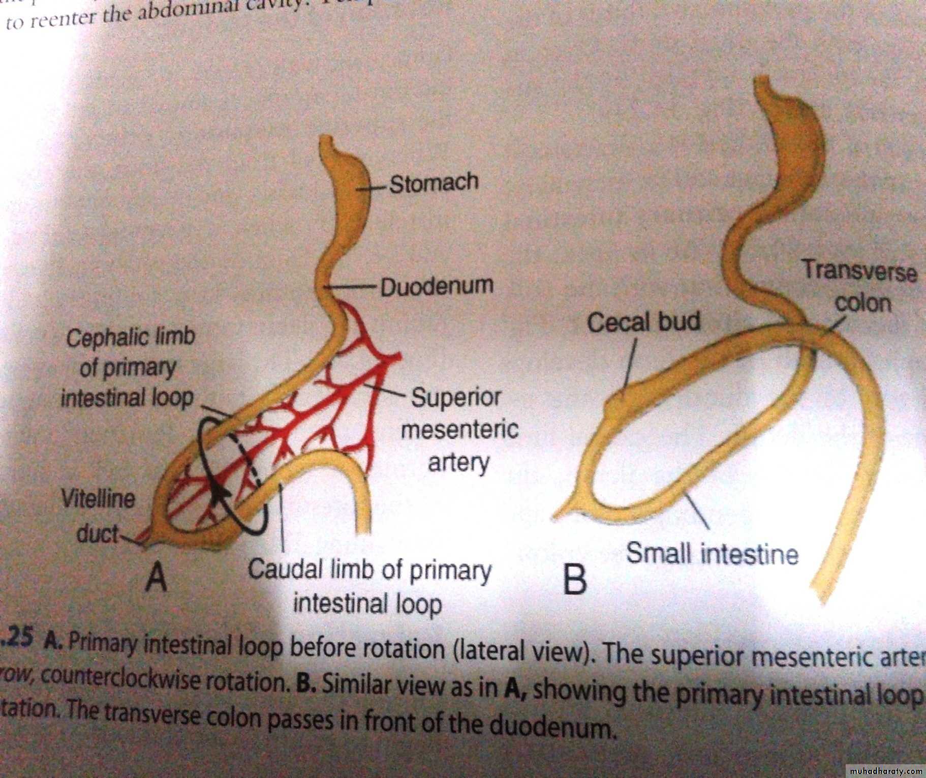 Embryology