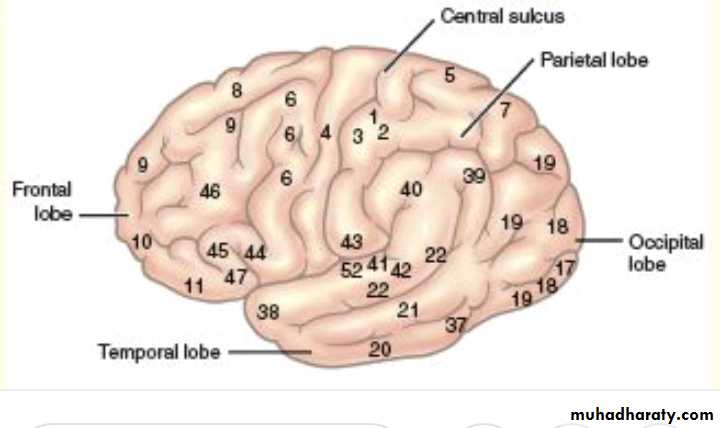 CNS