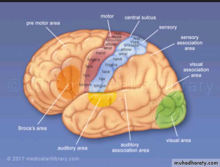 CNS