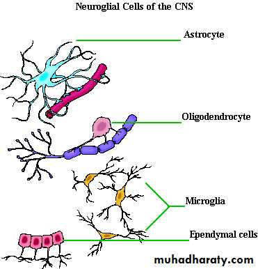 CNS