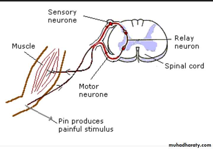 CNS