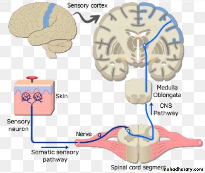 CNS