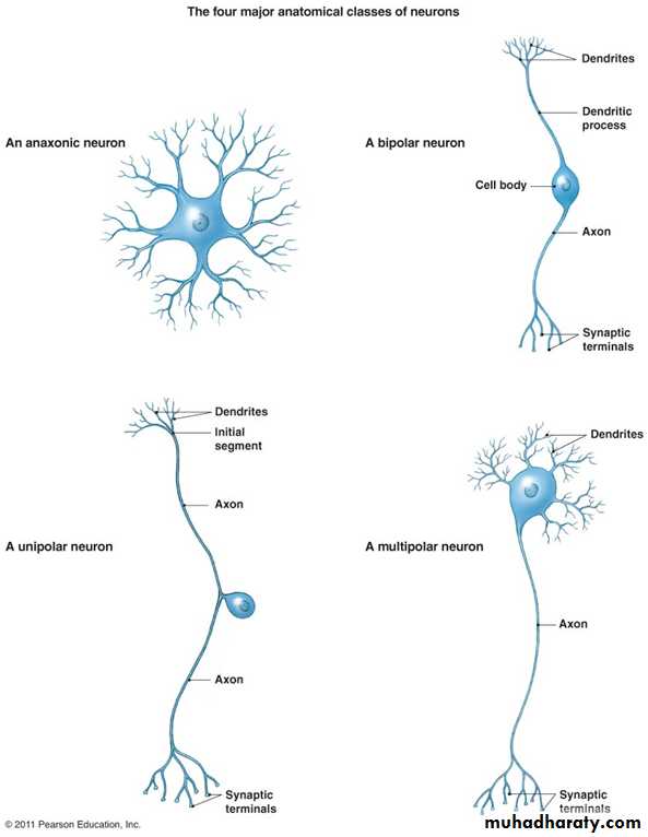 CNS