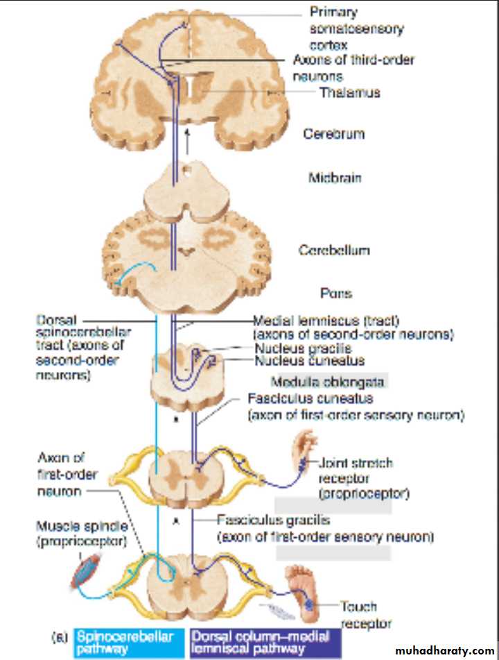 CNS