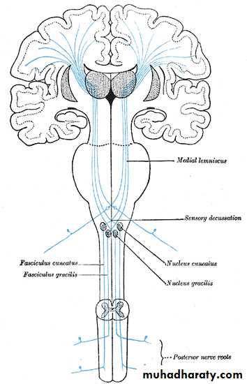 CNS
