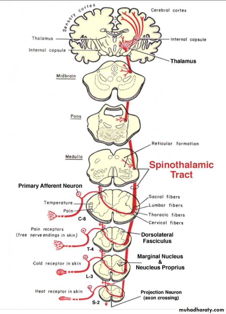 CNS