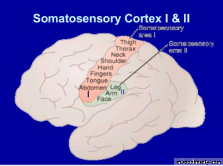CNS