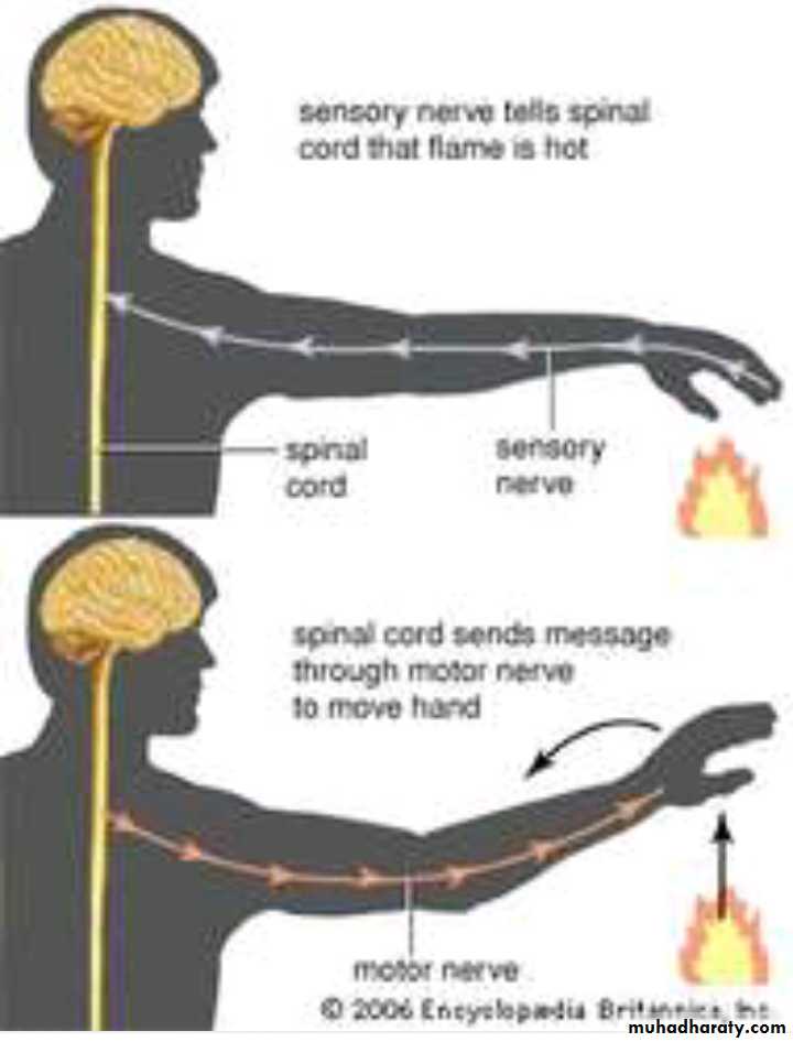 CNS
