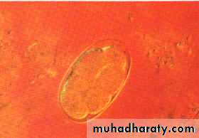 Hookworms Necator americanous