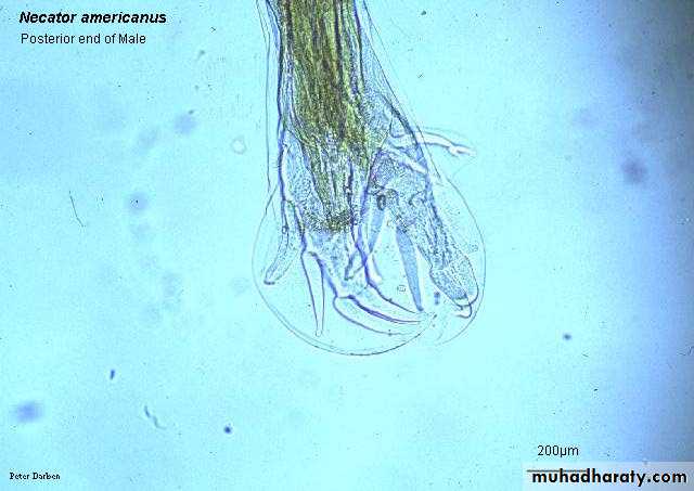 Hookworms Necator americanous