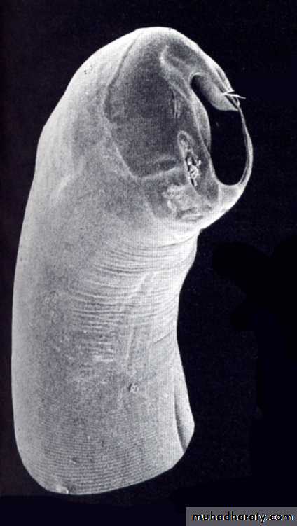 Hookworms Necator americanous