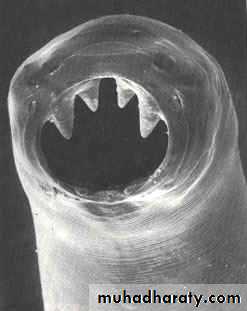 Hookworms Necator americanous