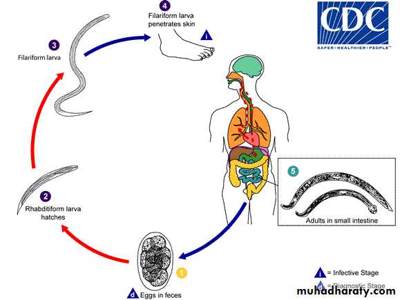 Hookworms Necator americanous