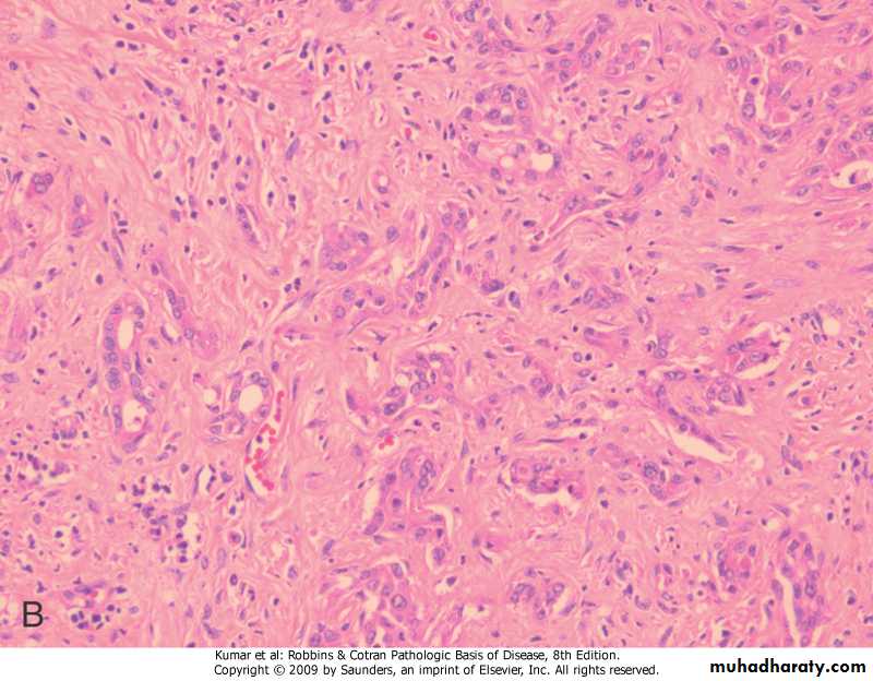 liver
