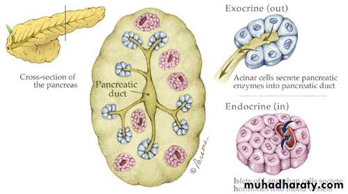 liver