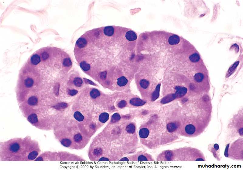 liver