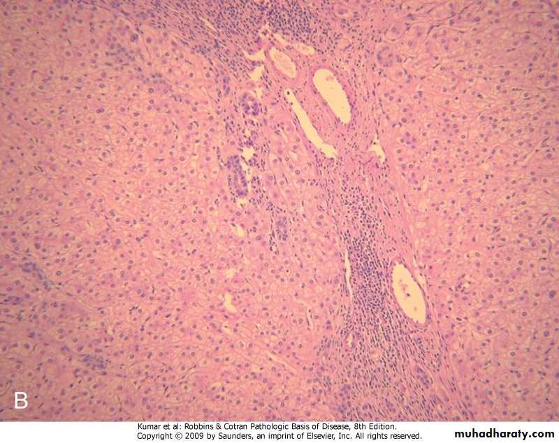 liver